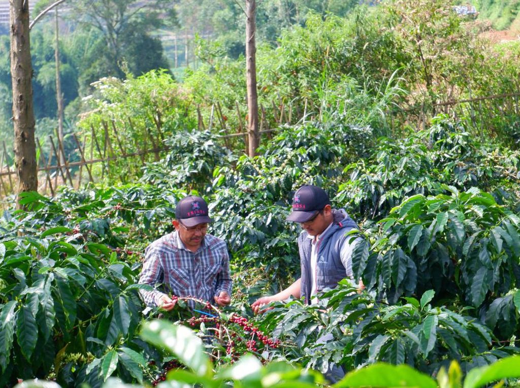 Cerita Alumnus IPB University Tembus Pasar Internasional Kopi Cerita Alumnus IPB University Tembus Pasar Internasional Kopi