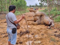 Gajah Liar Ditemukan Mati di Bengkalis, Kondisinya Memprihatinkan