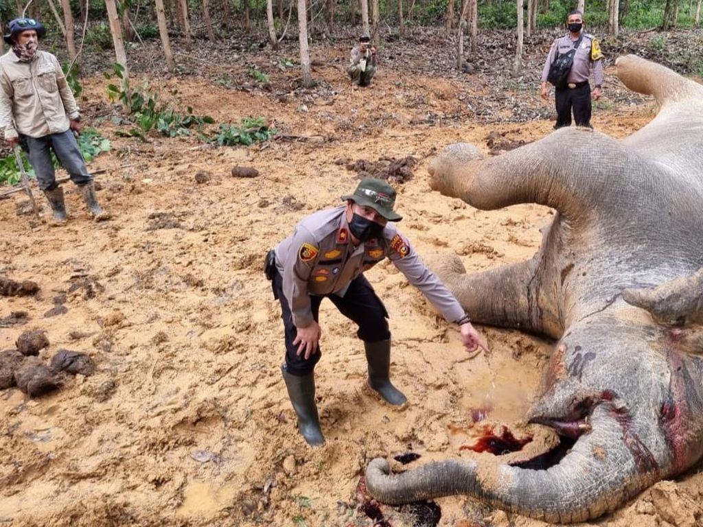 Viral Gajah Hamil Ditemukan Mati di Bengkalis, Polisi Duga Diracun