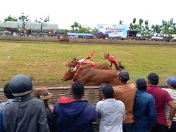 Karapan Sapi di Sampang Berlangsung Meriah Meski Ada Wabah PMK