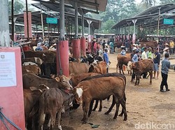 Antisipasi PMK, Seluruh Pasar Hewan di Boyolali Ditutup 15 Hari Mulai Besok