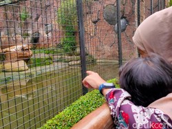 Kebun Binatang Bandung Mulai Menggeliat Lagi