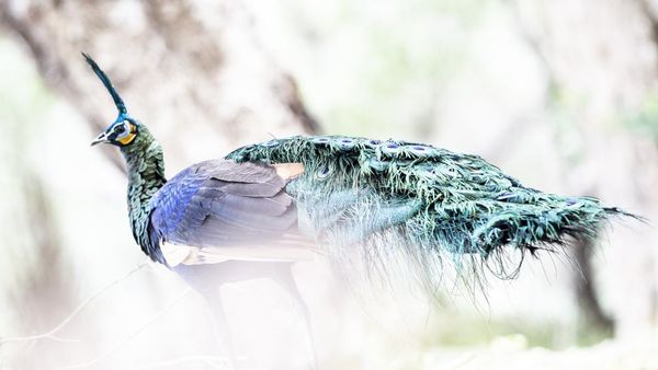 Pesona Merak Hijau, Si Cantik yang Terancam Punah Gegara Perburuan