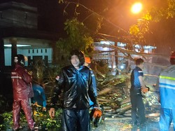 Hujan Lebat-Angin Kencang di Parepare, 3 Pohon Tumbang Tutup Jalan
