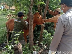 5 Sapi di Sampang Kejang-kejang Ternyata Positif PMK