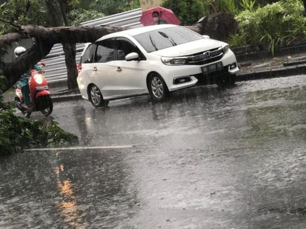 Hujan Deras, Pohon Tumbang Timpa Mobil Tengah Terparkir di Badung