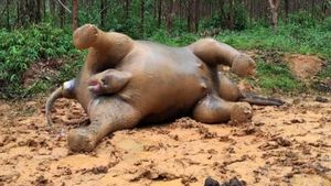 So Sad... Gajah di Riau Ini Mati Dalam Kondisi Hamil