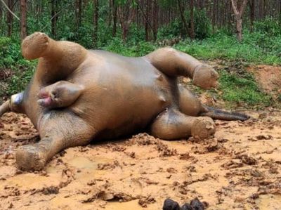 So Sad... Gajah di Riau Ini Mati Dalam Kondisi Hamil