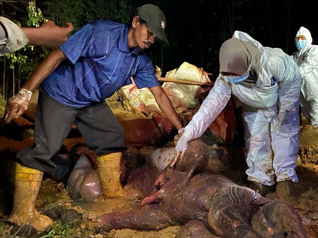 BKSDA Pastikan Penyebab Kematian Gajah Bunting di Riau karena Diracun