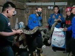 Ular Sanca 5 Meter di Kandang Ayam di Wajo Gegerkan Warga