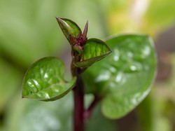 15 Manfaat Daun Binahong, Jenis, dan Cara Mengolahnya
