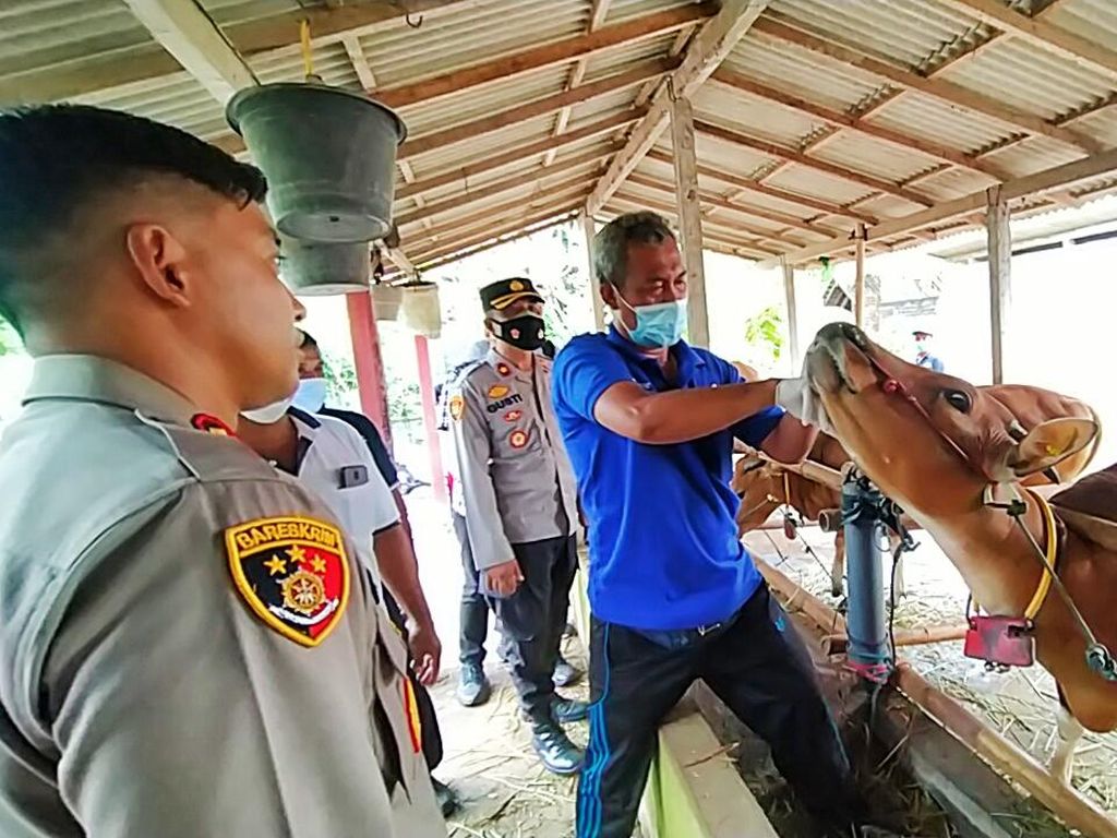 Pengiriman Ternak Babi Via Pelabuhan Gilimanuk Kembali Diizinkan