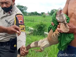 Iguana Sepanjang 1 Meter Ngumpet di Saluran Air di Klaten