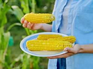 Sederet Manfaat Kesehatan yang Bisa Didapatkan Saat Rutin Mengonsumsi Jagung Sederet Manfaat Kesehatan yang Bisa Didapatkan Saat Rutin Mengonsumsi Jagung