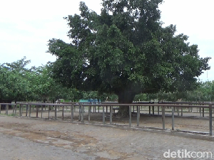 Ribuan Ternak Terjangkit PMK, 5 Pasar Hewan di Lumajang Tutup Sementara