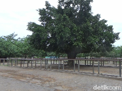 Ribuan Ternak Terjangkit PMK, 5 Pasar Hewan di Lumajang Tutup Sementara