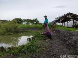 Petambak Gresik Rugi Miliaran Gegara Tambak Terendam Banjir Rob