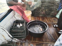 Nelayan Bangkalan Merugi Gegara Harga Rajungan Terjun Bebas