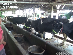 743 Sapi Perah di Lumajang Terpapar PMK, Produksi Susu Turun 25%