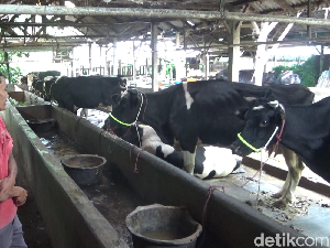 743 Sapi Perah di Lumajang Terpapar PMK, Produksi Susu Turun 25% 743 Sapi Perah di Lumajang Terpapar PMK, Produksi Susu Turun 25%