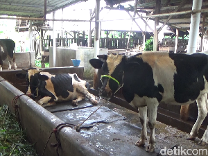 Ribuan Sapi Terjangkit PMK, Pemkab Lumajang Kekurangan Petugas Kesehatan