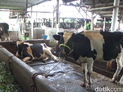 Ribuan Sapi Terjangkit PMK, Pemkab Lumajang Kekurangan Petugas Kesehatan