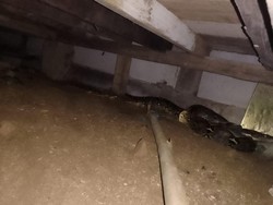 Hiii... Ular Piton Mangsa Ayam di Kolong Rumah Warga Garut