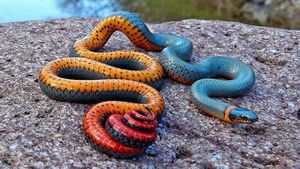 Tanpa Photoshop, Foto Hewan Warna Warni Ini Asli Mengagumkan