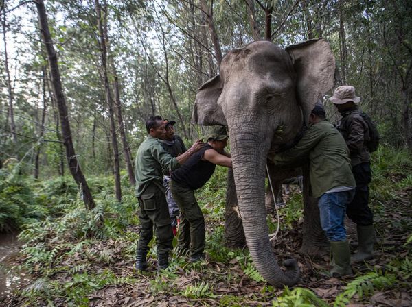 Upaya Mitigasi Konflik Gajah Sumatera dan Manusia