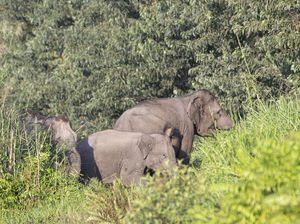 Nekat Selfie dengan Gajah Liar, Turis di India Diinjak Nekat Selfie dengan Gajah Liar, Turis di India Diinjak