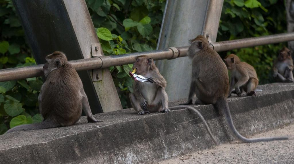 Nah Loh, Monyet Ekor Panjang di Lebak Makin Agresif