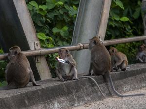 Kawanan Monyet Turun ke Permukiman Warga Sukabumi, Ini Penyebabnya