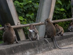 Kawanan Monyet Turun ke Permukiman Warga Sukabumi, Ini Penyebabnya