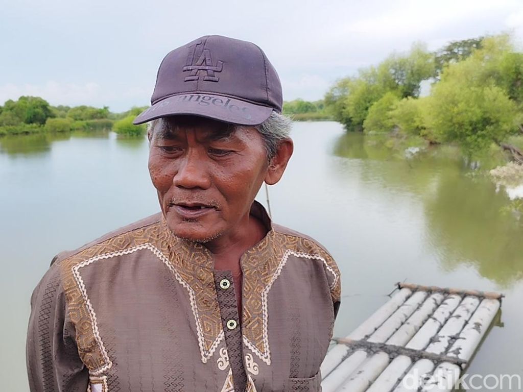 Pilu Petambak di Gresik, 50 Ribu Ikan Hanyut Terbawa Banjir Rob