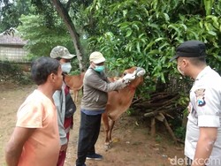 Dari Kecamatan Camplong, Wabah PMK di Sampang Meluas ke Omben