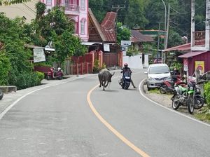 Kerbau Mengamuk di Jalan Poros Toraja, Seruduk Pengendara-Warung Bakso Kerbau Mengamuk di Jalan Poros Toraja, Seruduk Pengendara-Warung Bakso