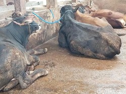 Antisipasi PMK, Hewan Ternak dari Luar Bengkulu Dilarang Masuk