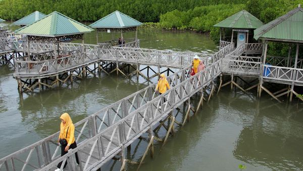Akhir Pekan, Hutan Mangrove di Sulsel Ini Jadi Favorit Wisatawan