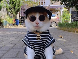 Julid Vs Senang Kucing Pororo Ditemukan