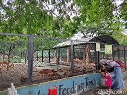 Dua Wahana Kebun Binatang Surabaya Ditutup Antisipasi Wabah PMK