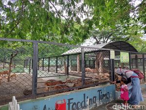 Dua Wahana Kebun Binatang Surabaya Ditutup Antisipasi Wabah PMK Dua Wahana Kebun Binatang Surabaya Ditutup Antisipasi Wabah PMK