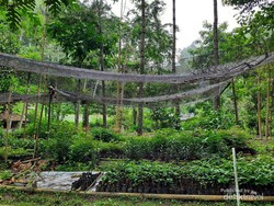 Di Taman Tersembunyi Ini, Bibit Pohon untuk Penghijauan Bersemi