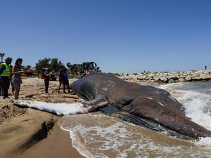 Penampakan Paus 30 Ton yang Terdampar di Spanyol, Kondisinya Memilukan