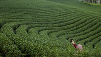 Ternyata, Lebak Punya Kebun Teh yang Instagramable Banget