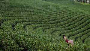 Rupa Kebun Teh Satu-satunya di Banten, Kualitas Tehnya Terbaik di Dunia