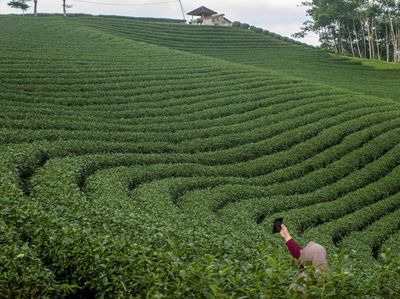 Rupa Kebun Teh Satu-satunya di Banten, Kualitas Tehnya Terbaik di Dunia