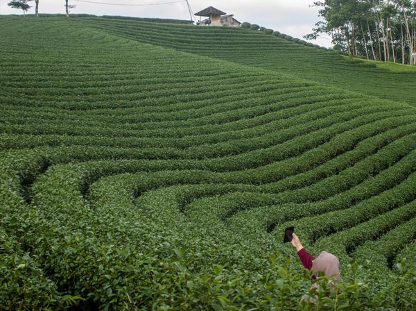 Ternyata, Lebak Punya Kebun Teh yang Instagramable Banget