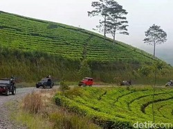 Seru Juga Naik Jip Menyusuri Perkebunan Teh Lereng Gunung Slamet