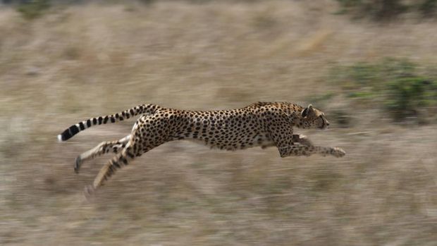 A cheetah at full pace on a hunt, this female cheetah was chasing a Thompson gazelle across the grasses of the Masai Mara, Kenya