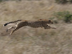 6 Kriteria Hewan yang Bisa Dijinakkan, Dilihat dari Jenis Makanan hingga Hierarki Sosial